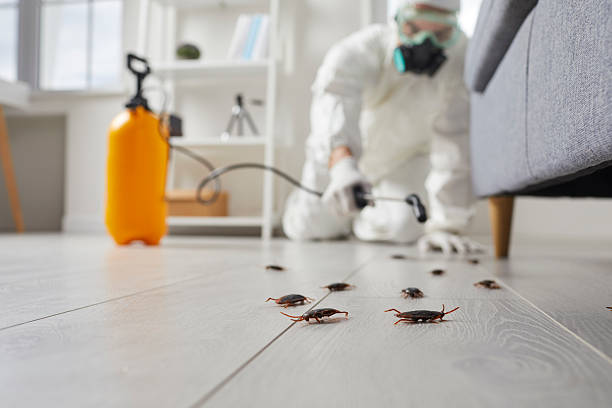 Commercial Kitchen Cockroach Control in Hesperia